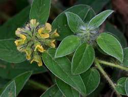 Image of Crotalaria anthyllopsis Baker