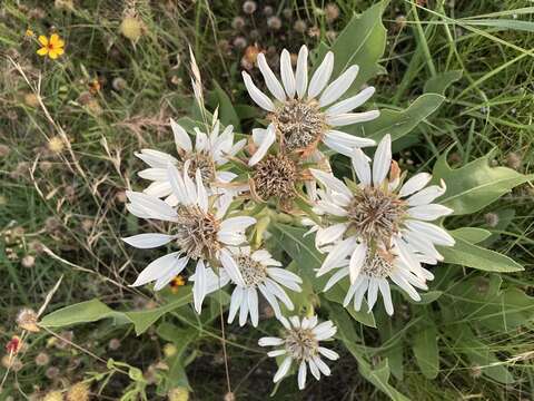 Image of white rosinweed