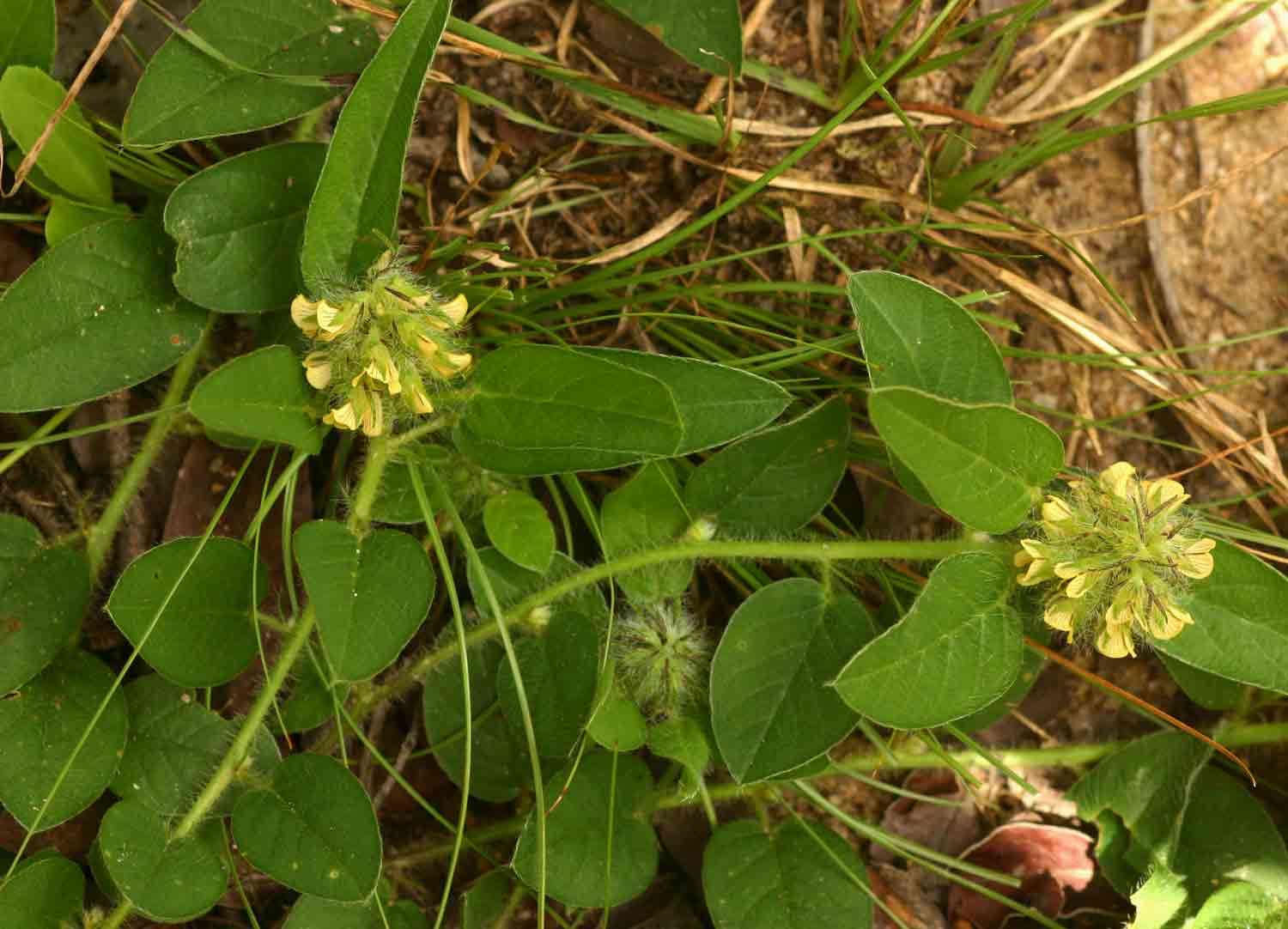 Image of Crotalaria anthyllopsis Baker