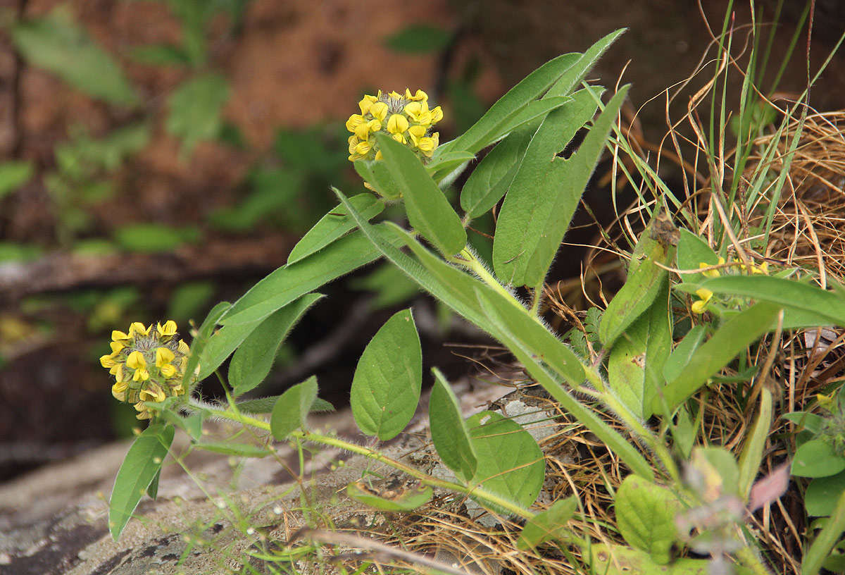 Image of Crotalaria anthyllopsis Baker