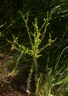 Image of Crotalaria caudata Baker