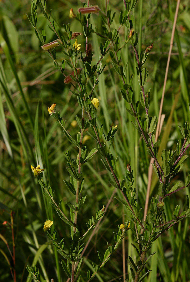 Image of Crotalaria caudata Baker