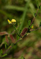 Image of Crotalaria caudata Baker