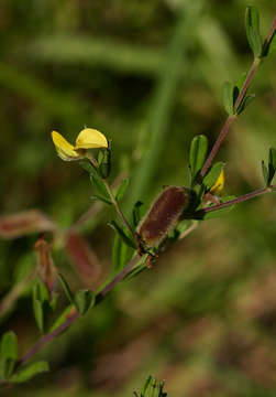 صورة Crotalaria caudata Baker