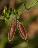 Image of Crotalaria caudata Baker