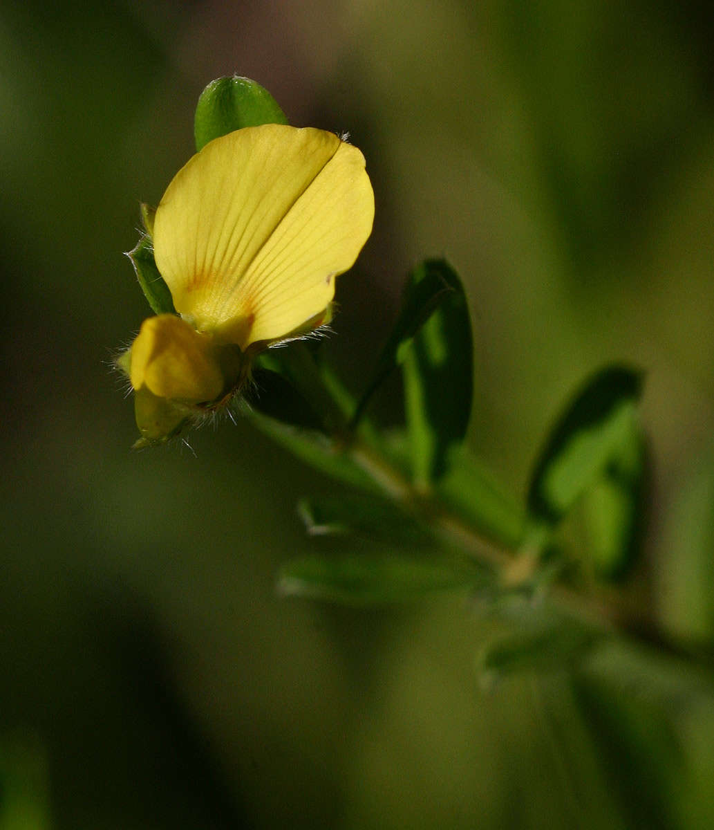 Image of Crotalaria caudata Baker