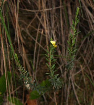 Image of Crotalaria caudata Baker