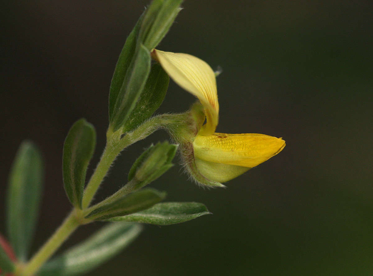 Image of Crotalaria caudata Baker