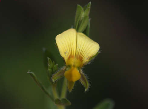 Image of Crotalaria caudata Baker