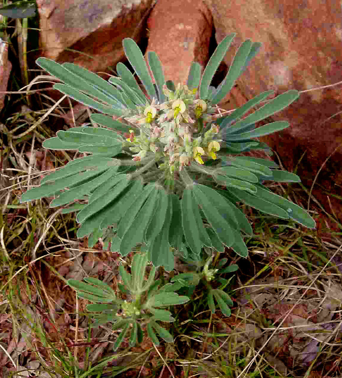 Image of Crotalaria cephalotes A. Rich.