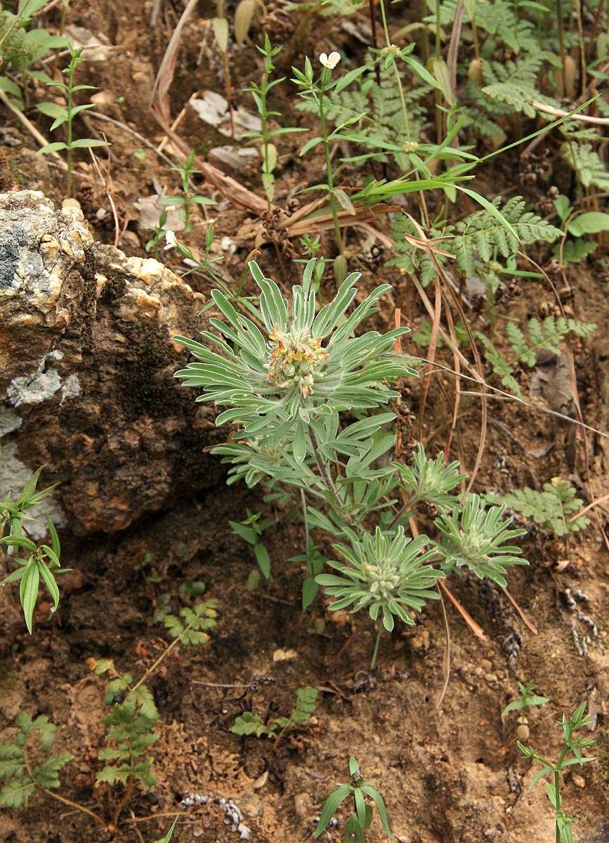 Image of Crotalaria cephalotes A. Rich.