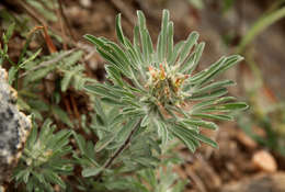 Image of Crotalaria cephalotes A. Rich.