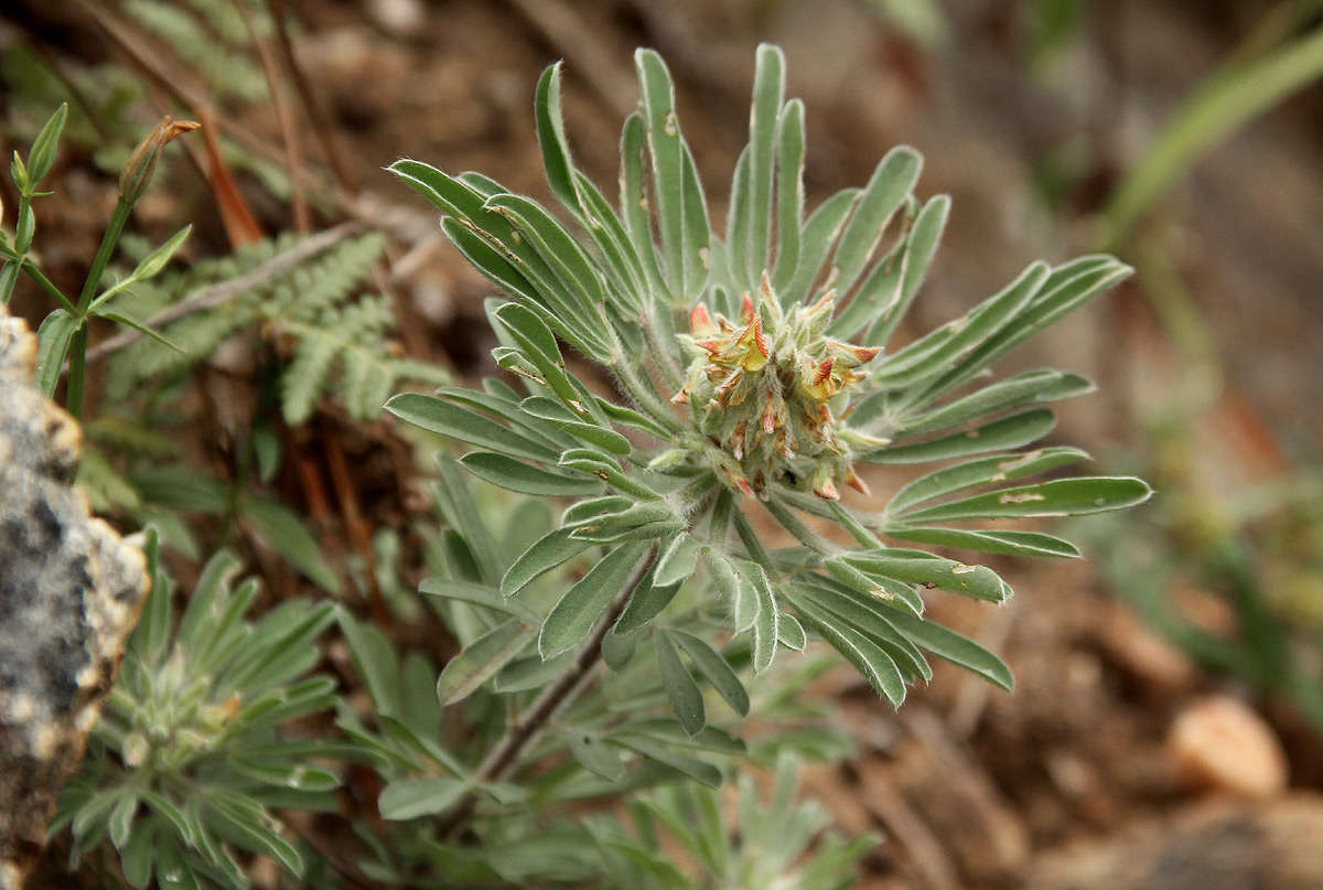 Image of Crotalaria cephalotes A. Rich.