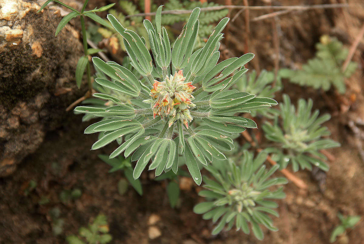 Image of Crotalaria cephalotes A. Rich.