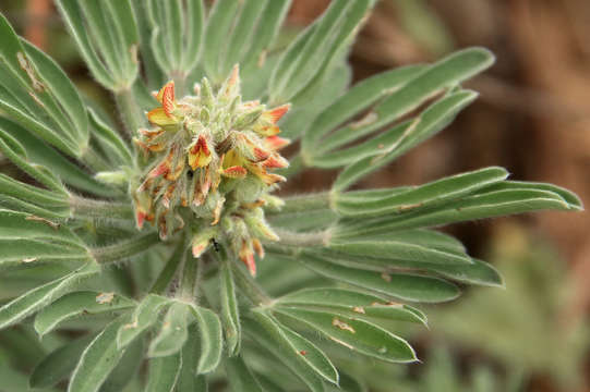 Image of Crotalaria cephalotes A. Rich.