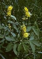 Image of Crotalaria collina Polhill