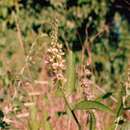 صورة Crotalaria cylindrostachys Baker