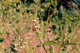 Image of Crotalaria cylindrostachys Baker