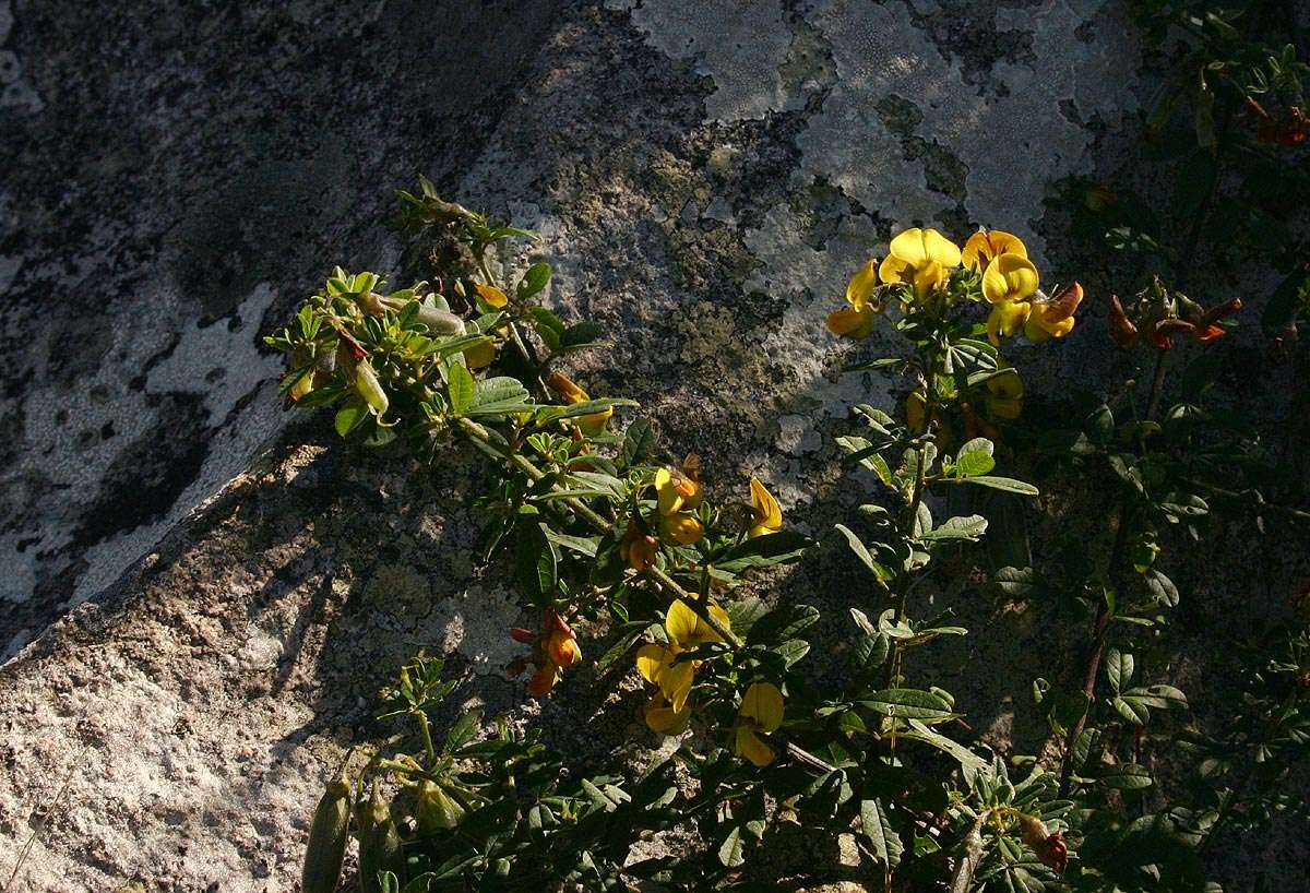 Image of Crotalaria gazensis Baker fil.