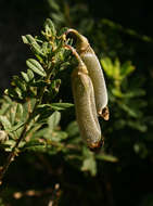 Image of Crotalaria gazensis Baker fil.