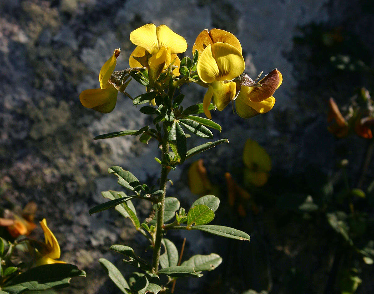 Image of Crotalaria gazensis Baker fil.