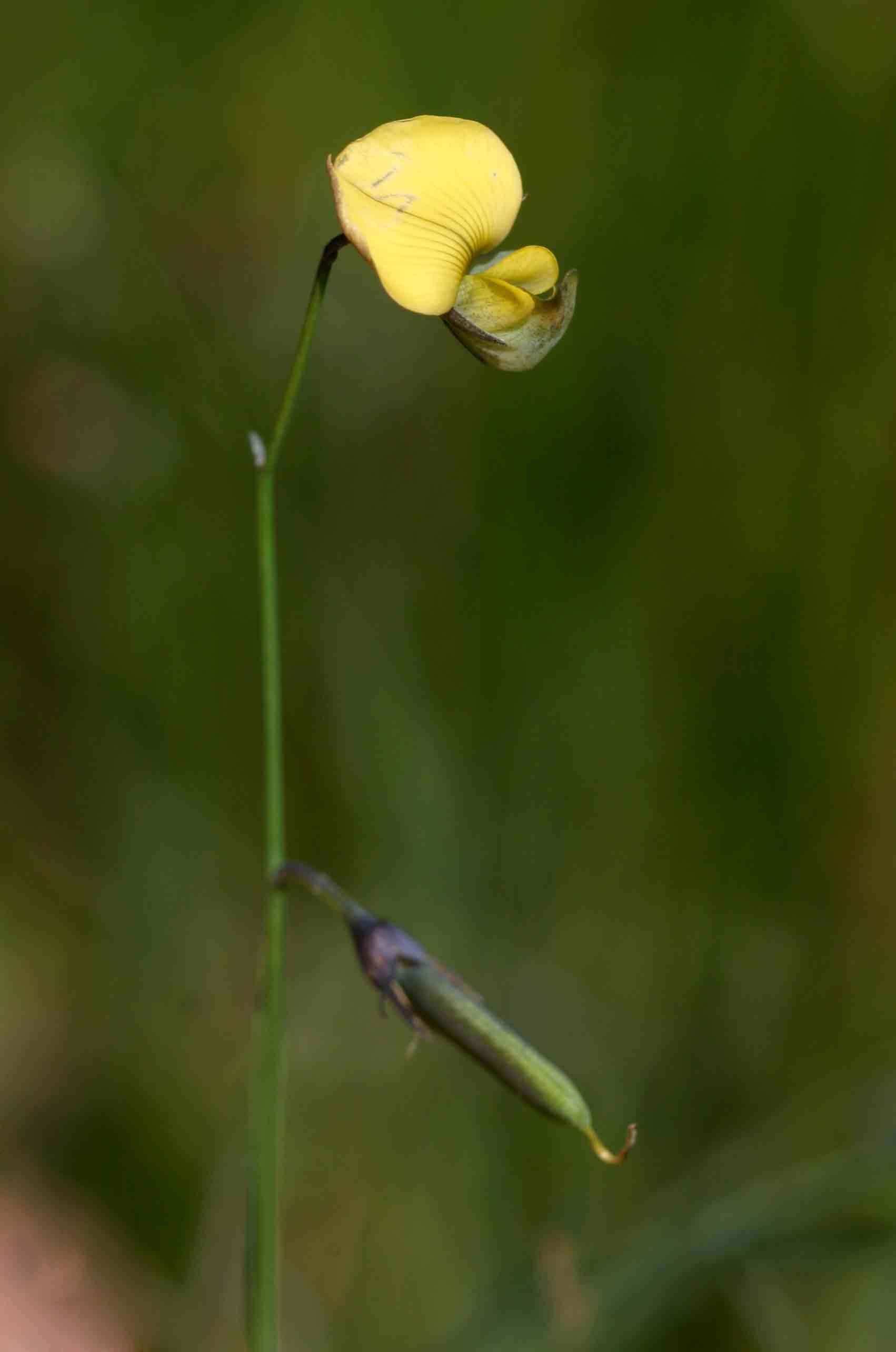 Image of Crotalaria glauca Willd.