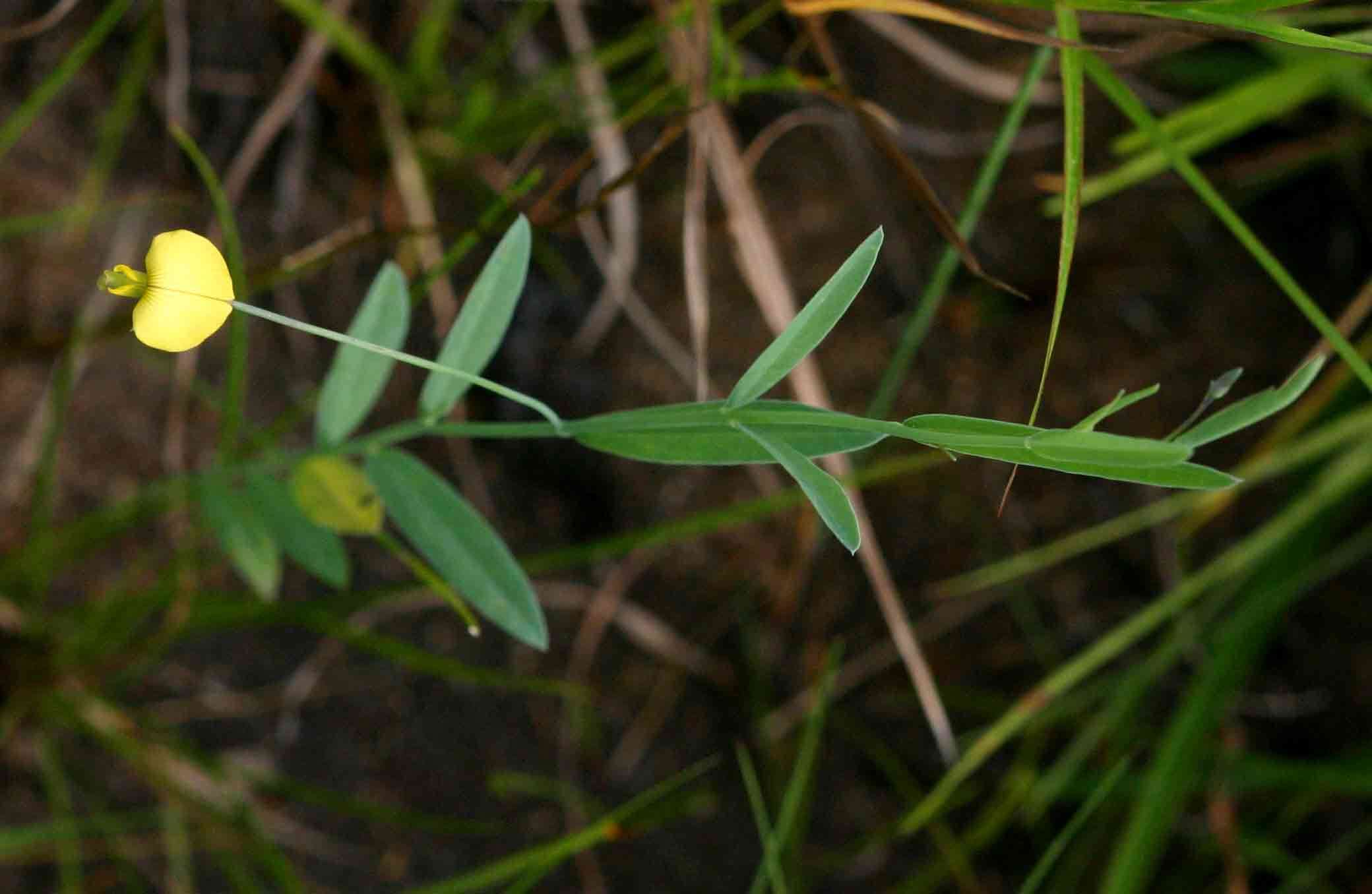 Image of Crotalaria glauca Willd.