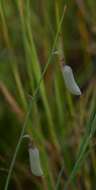 Image of Crotalaria glauca Willd.