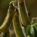 Image of Crotalaria incana subsp. purpurascens (Lam.) Milne-Redh.