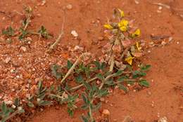 Image of Crotalaria inyangensis Polhill