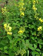 Image of Crotalaria laburnifolia L.