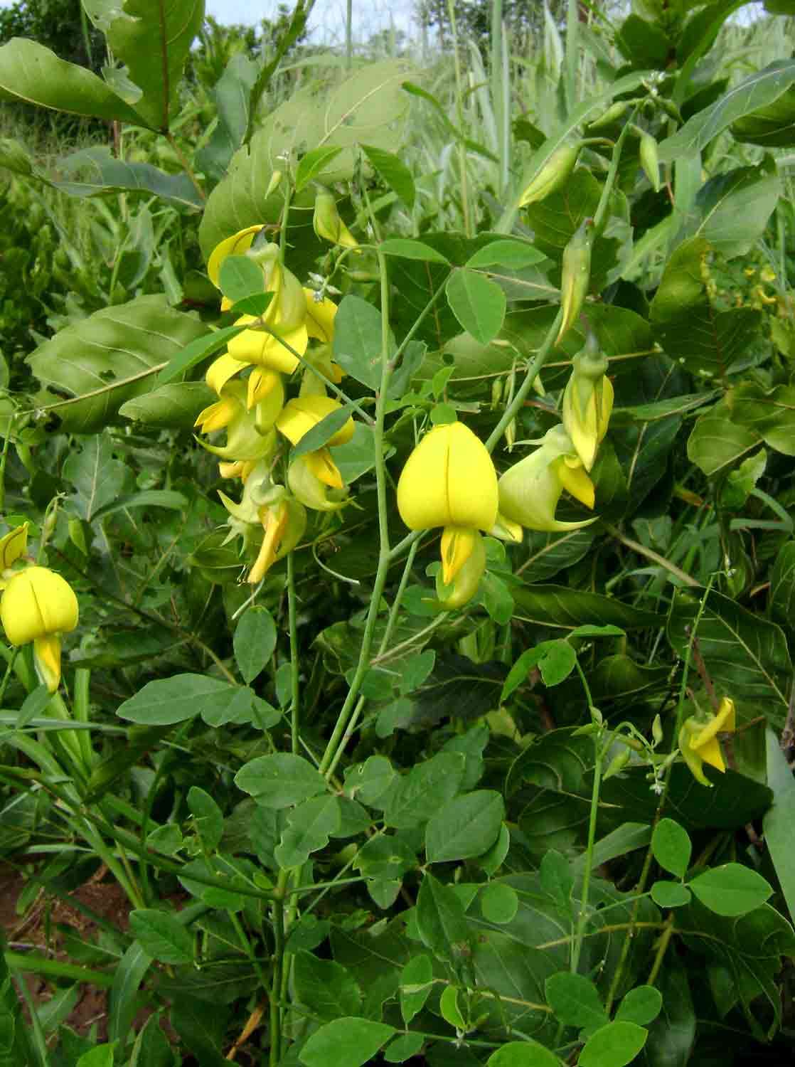 Image of Crotalaria laburnifolia L.