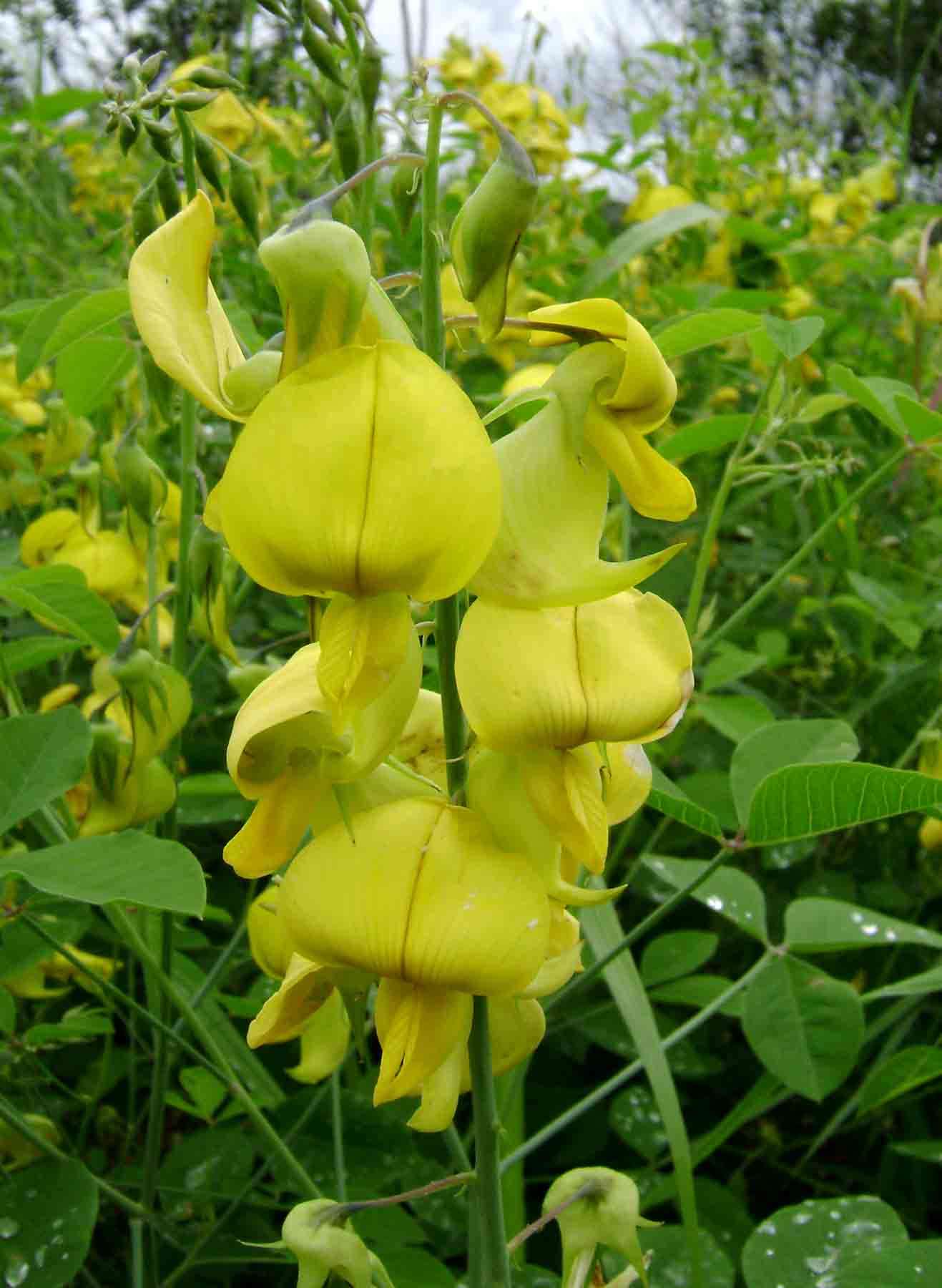 Image of Crotalaria laburnifolia L.