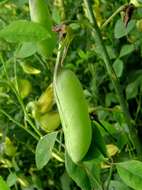 Image of Crotalaria laburnifolia L.