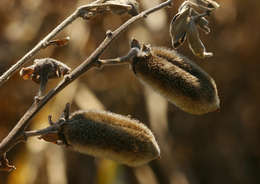 Image of Crotalaria lachnophora A. Rich.