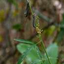 Image of Crotalaria lanceolata subsp. lanceolata