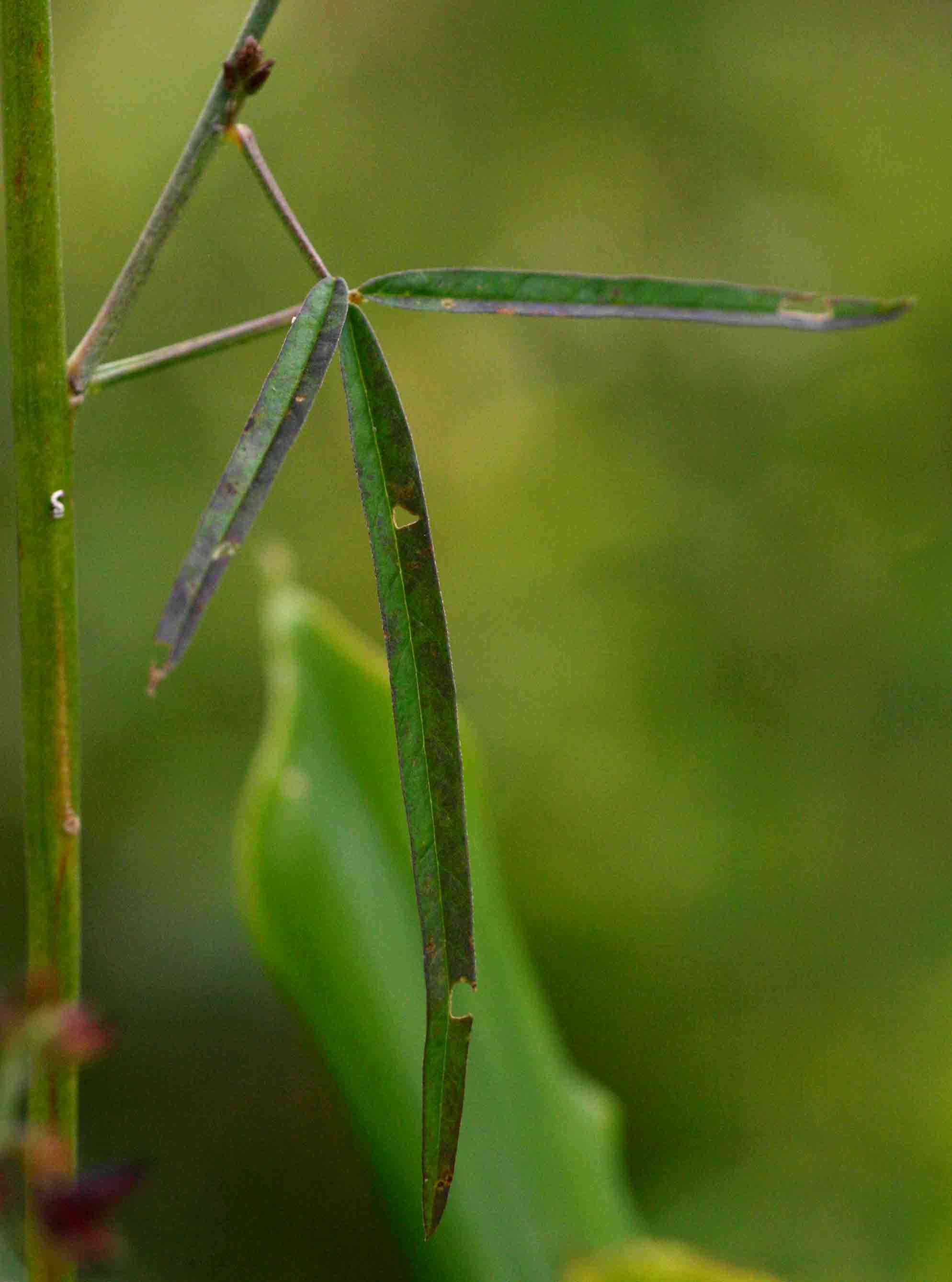 Image of lanceleaf rattlebox