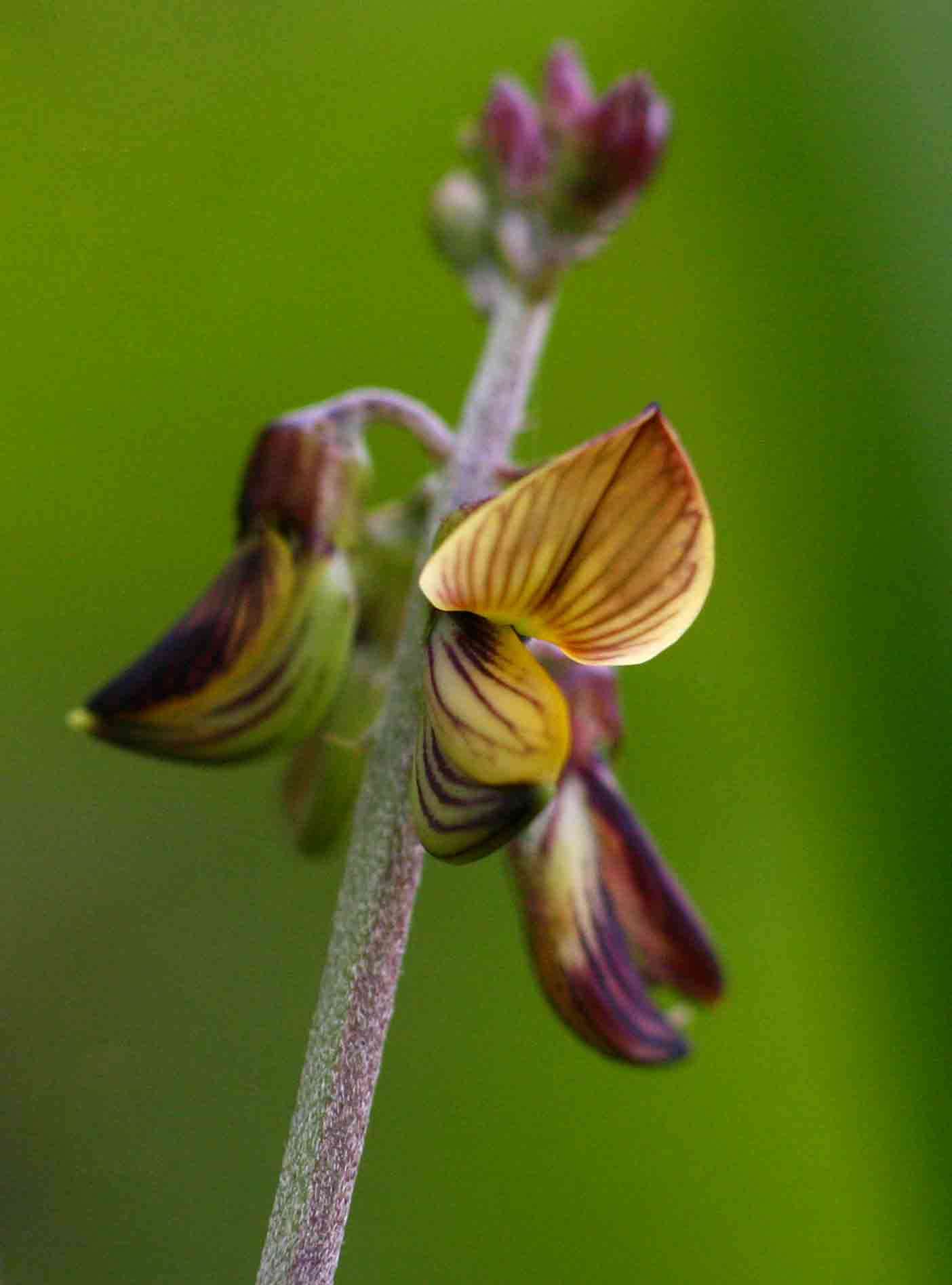 Image of lanceleaf rattlebox