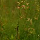 Слика од Crotalaria ochroleuca G. Don