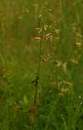 Image of slender leaf rattlebox