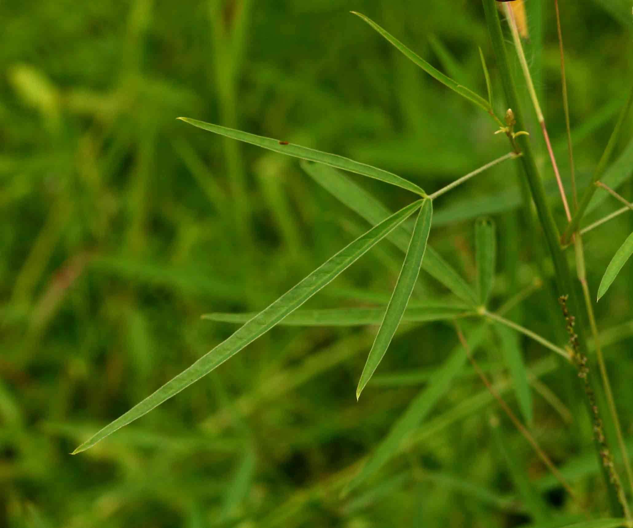 Image of slender leaf rattlebox