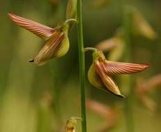 Image of slender leaf rattlebox