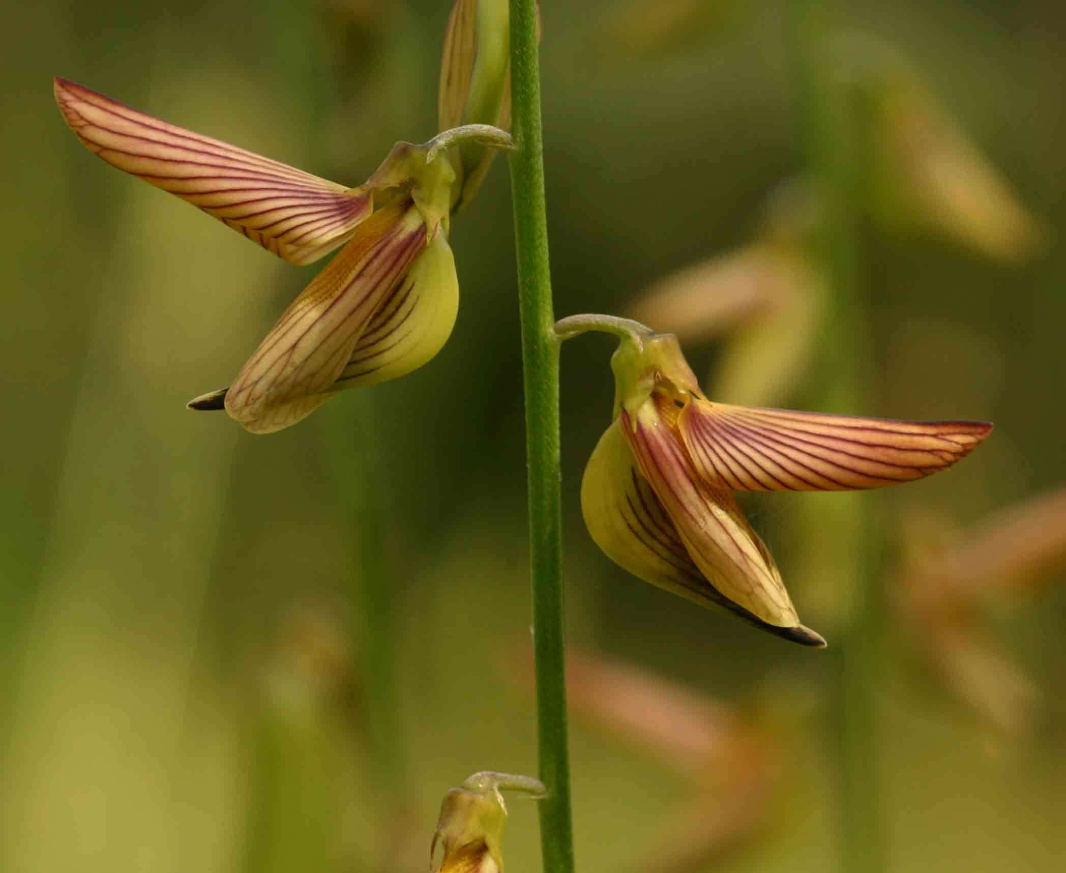 Image of slender leaf rattlebox