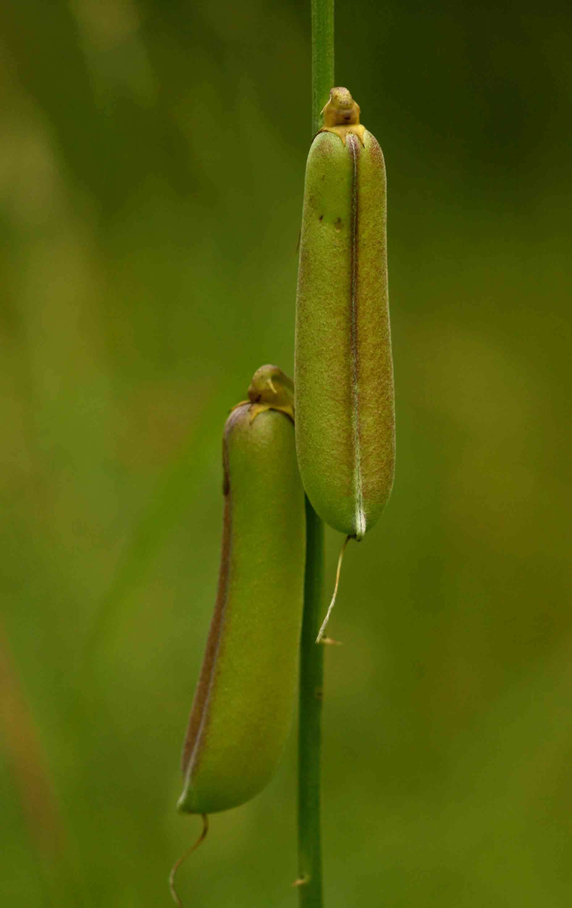 Image of slender leaf rattlebox