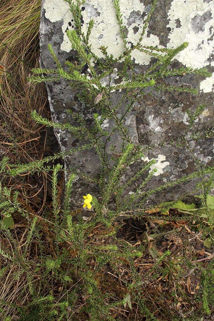 Image of Crotalaria phylicoides Wild