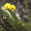 Image of Crotalaria phylicoides Wild