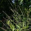 Слика од Crotalaria sphaerocarpa subsp. sphaerocarpa