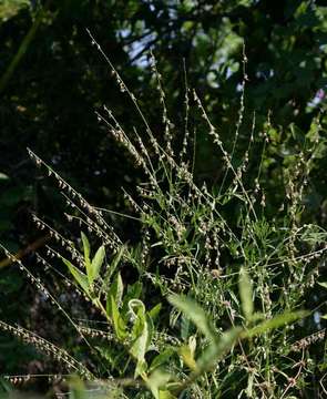 Image of Crotalaria sphaerocarpa DC.