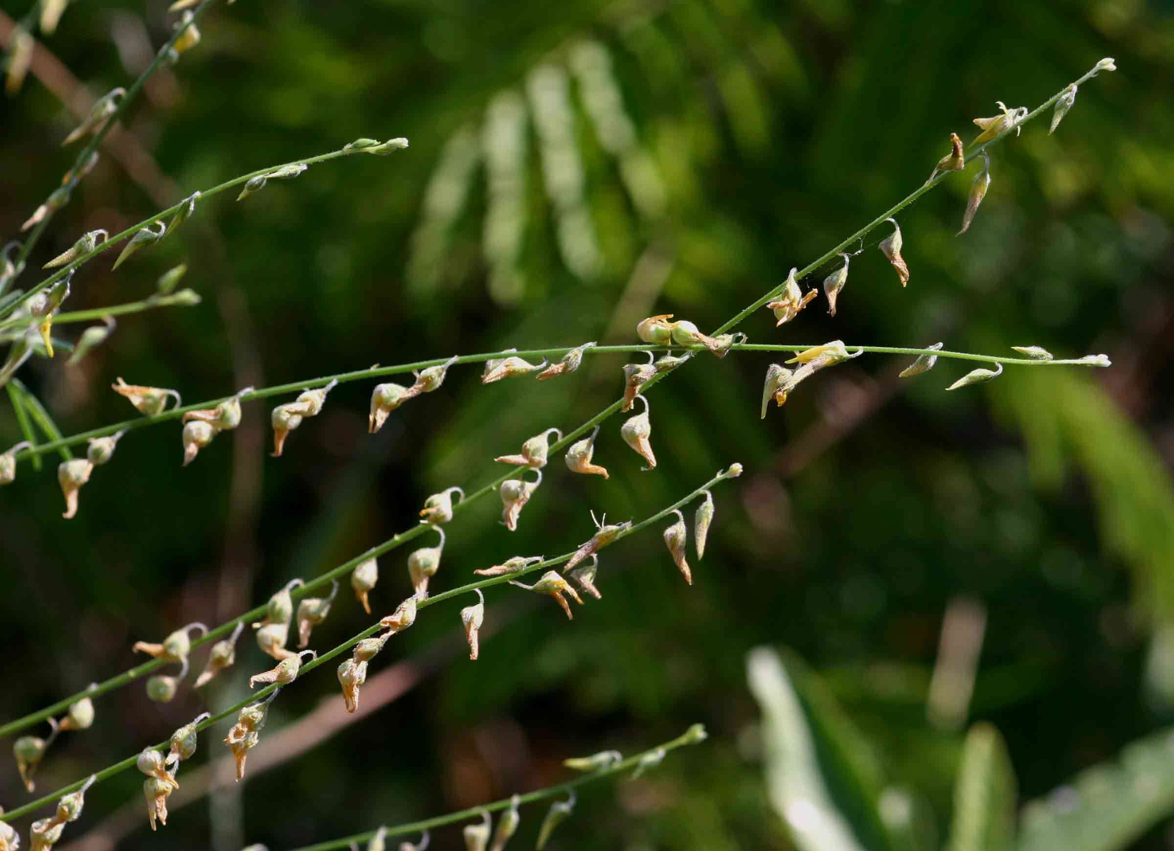 Image of Crotalaria sphaerocarpa DC.