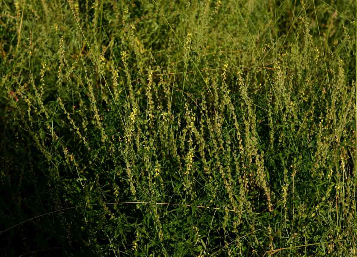 Image of Crotalaria sphaerocarpa DC.